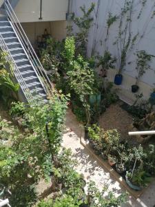 um jardim cheio de plantas e vasos de plantas em Quarto para Rapazes no Centro Sinop MT em Sinop