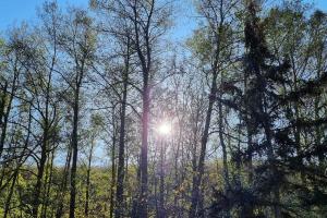 un soleil brillant à travers les arbres d'une forêt dans l'établissement Haus mit traumhaften Ausblick in die Natur, à Purkersdorf
