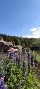 Une bande de fleurs violettes devant une rivière dans l'établissement AWEN, à Villa Meliquina