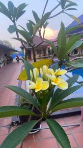 Bazén v ubytování Hello Kampot Resort nebo v jeho okolí