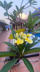 a plant with yellow flowers on a patio at Hello Kampot Resort in Kampot