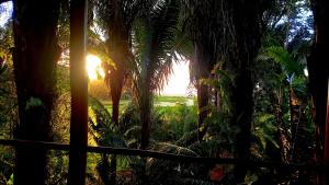 a view of the sun shining through palm trees at Encanto Lodge in Drake