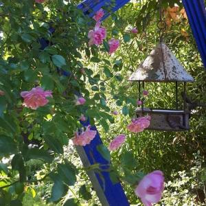 un nourricier d'oiseaux suspendu à un arbre avec des fleurs roses dans l'établissement La cabane du bon chemin ,spa, à Laval