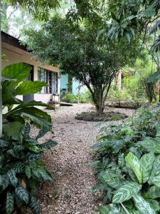 a garden with plants and a house in the background at Casa Briza in Nicoya