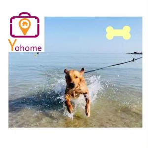 Zara D'Amare a Pesaro 10 metri dalla spiaggia by Yohome kisállat-vendégei