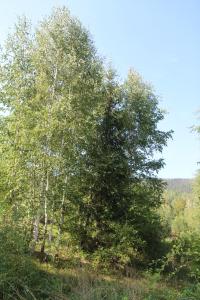 a group of trees in the middle of a field at Gutsulochka Apartment in Yaremche