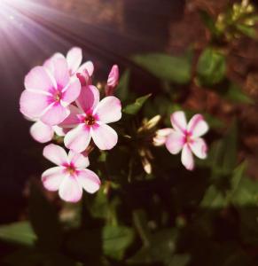 een groep roze bloemen met de zon op de achtergrond bij Fairytale Memories SPAS Privatifs in Varsberg