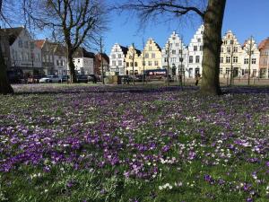 a field of purple flowers in a park with buildings at westcoast-Speicher in Friedrichstadt