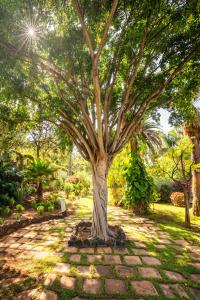 un árbol en medio de un camino de piedra en Precise Resort Tenerife, en Puerto de la Cruz