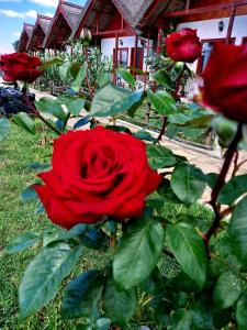 un cespuglio di rose rosse con una casa rossa sullo sfondo di Pensiunea Clisciova a Murighiol