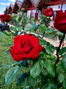 czerwony krzew róż z czerwonym domem w tle w obiekcie Pensiunea Clisciova w mieście Murighiol