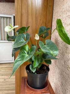 Fotografie z fotogalerie ubytování L’anthurium v destinaci Saint-Paul