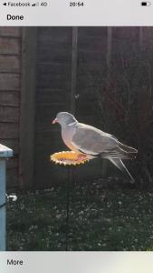 a bird sitting on top of a bird feeder at Private Lodge close to beaches and Goodwood in Felpham