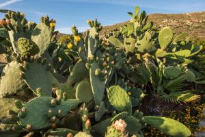 ファラサルナにあるMagnolia Apartments and Studiosのギャラリーの写真