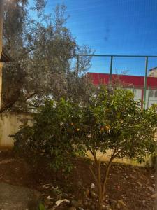 AmIon Apartment in Center of Tirana في تيرانا: شجرة برتقال صغيرة أمام السياج