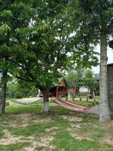 a couple of trees with a hammock in a yard at Wczasy na Kaszubach u Hani in Wiele
