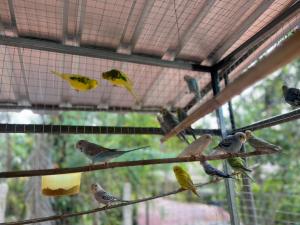 grupa ptaków siedzących na drucie w obiekcie Banana Place Resort w mieście Chumphon