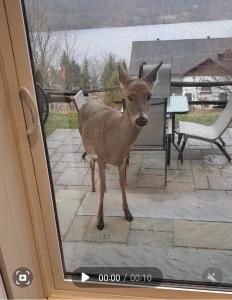 a deer standing outside of a sliding glass door at Beautiful suite with superb mountain view. in Mont-Tremblant