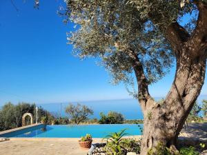 a tree in front of a swimming pool at Appartamento Timo in Acquedolci