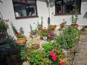 ogród pełen roślin i kwiatów w obiekcie Y Cuddfan Gower w mieście Swansea