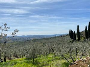 a view of a field with cypress trees and mountains at Appartamento a Villa Rosa in Compiobbi