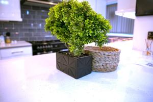 a plant in a black container on a kitchen counter at Rostron House in Manchester