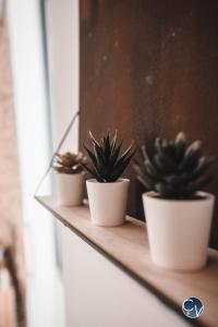 three plants in white pots sitting on a shelf at Mazet en pierre avec jardin privatif in Sernhac