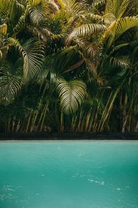 a group of palm trees next to a pool at The Room Padang-Padang in Uluwatu