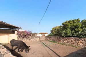 Mascotas con sus dueños en Casa Las Toscas