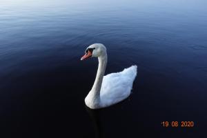 Zvířata v ubytování na lodi nebo okolí