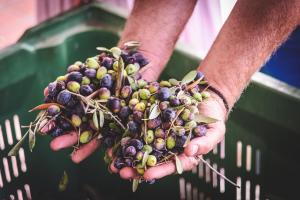 a person holding a bunch of fruit in their hands at Cyprus Villages Hotel & Restaurant - Central Location - Bed & Breakfast - With Access To Pool And Stunning Views in Tochni