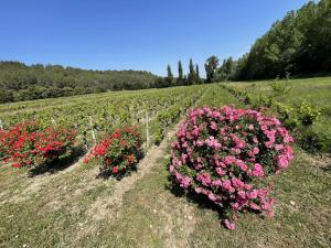 Vonkajšia záhrada v ubytovaní Chateau Talaud