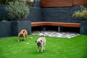 two dogs standing in the grass in a yard at Doghouse Margate in Kent