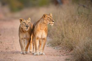 two lions walking down a dirt road at Kapama River Lodge in Kapama Private Game Reserve
