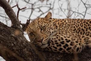 a leopard is sitting in a tree at Kapama River Lodge in Kapama Private Game Reserve