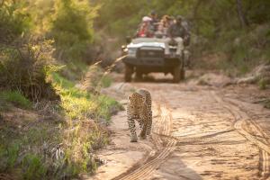 a leopard walking down a dirt road with a jeep at Kapama River Lodge in Kapama Private Game Reserve