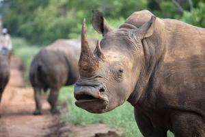 a rhino standing on a dirt road at Kapama River Lodge in Kapama Private Game Reserve