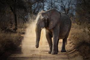 an elephant walking down a dirt road at Kapama River Lodge in Kapama Private Game Reserve
