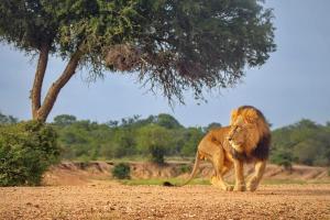 a lion walking on a dirt field with a tree at Kapama Southern Camp in Kapama Private Game Reserve