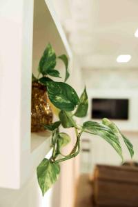 a green plant sitting on a wall next to a mirror at Apartamento em foz do Iguaçu in Foz do Iguaçu