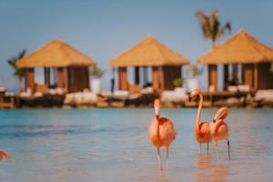 three flamingos standing in the water near some huts at Renaissance Wind Creek Aruba Resort in Oranjestad