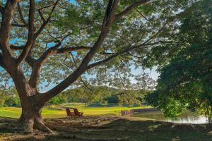 um banco de parque debaixo de uma árvore ao lado de um lago em The Westin Reserva Conchal, an All-Inclusive Golf Resort & Spa em Playa Conchal