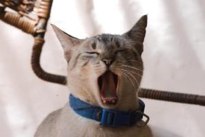 a cat wearing a blue collar with its mouth open at Tinto Hostel in Barichara