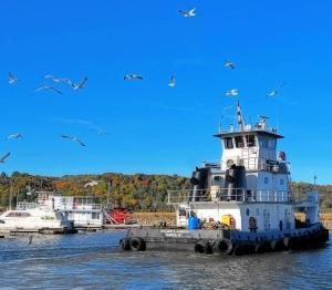 un traghetto in acqua con uccelli di Seagull Bungalow in the Harbor a Savanna
