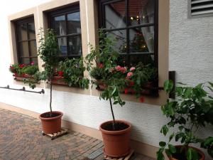 Aed väljaspool majutusasutust Marktschänke