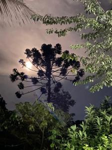 un árbol en medio del bosque por la noche en Pousada Chalés Canto do Rio, en Visconde De Maua