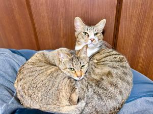 宿泊客と一緒に旅籠屋ゆいまーるに滞在中のペット