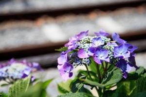 Giardino di Seaside House Enoshima 江ノ島, Free Parking 漫居湘南海岸, 尋訪灌籃高手
