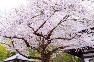 Foto dalla galleria di Seaside House Enoshima 江ノ島, Free Parking 漫居湘南海岸, 尋訪灌籃高手 a Koshigoe