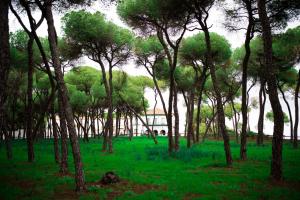 una foresta di alberi con un edificio sullo sfondo di Hotel Oromana ad Alcalá de Guadaira